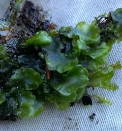 common pellia thumbnail 3