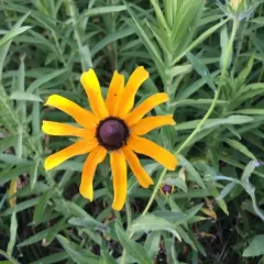 black-eyed Susan thumbnail 2