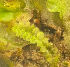 Mueller's Pouchwort thumbnail 3