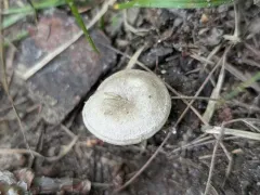 Entoloma undatum thumbnail 4