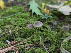 Entoloma dysthales thumbnail 2