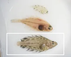 Greenland Halibut thumbnail 3