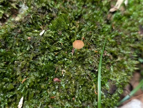 Galerina decipiens