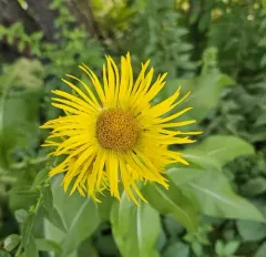 Indian Elecampane thumbnail 3