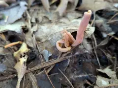 Appalachian Spindle thumbnail 4