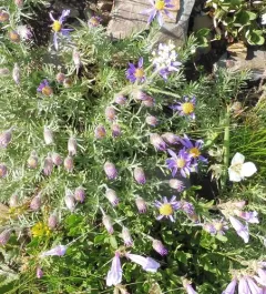 Rocky Mountain Aster thumbnail 2