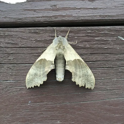 Modest Sphinx