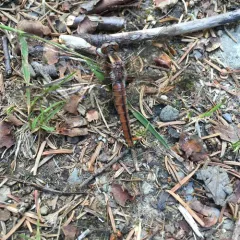 Chalk-fronted Corporal thumbnail 5