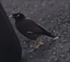 Common Myna thumbnail 4