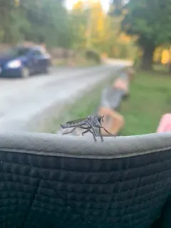 Machimus callidus thumbnail 4