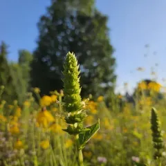yellow giant hyssop thumbnail 3