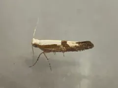 Cherry Fruit Moth thumbnail 2