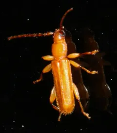 Flat Oak Borer thumbnail 3