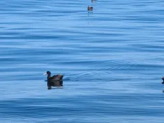 Short-tailed Albatross thumbnail 4