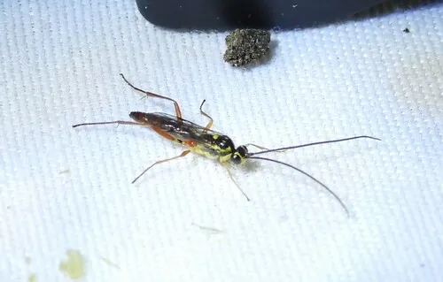Lissonota rubrica