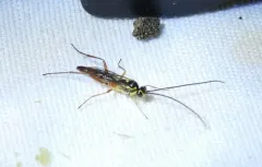 Lissonota rubrica thumbnail 1