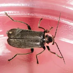 Neglected Soldier Beetle thumbnail 2