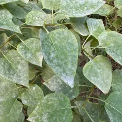 Erysiphe syringae thumbnail 4