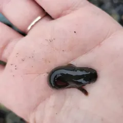 Tidepool Snailfish thumbnail 2