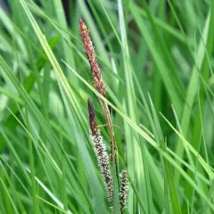 tussock sedge thumbnail 4