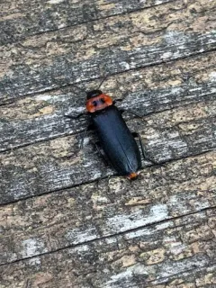 Collared False Darkling Beetle thumbnail 4