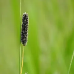 Creeping Foxtail thumbnail 4