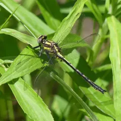 Harpoon Clubtail thumbnail 2