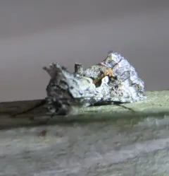 Dusky Silver Υ Moth thumbnail 4