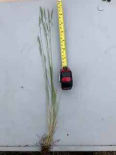 brome fescue thumbnail 3