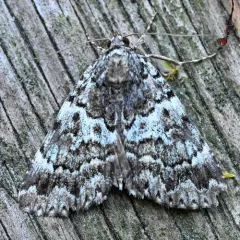 False Underwing thumbnail 2
