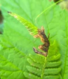 Chirosia pusillans thumbnail 4