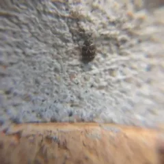 Mill Carpet Beetle thumbnail 2