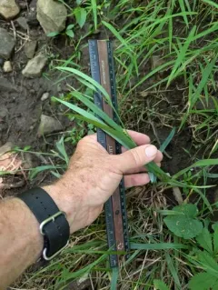 Blue Sedge thumbnail 4