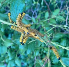 Drexel's Datana Moth thumbnail 4