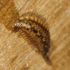 Placobdella hollensis thumbnail 2