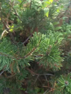 mountain pine thumbnail 2