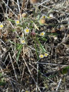 short-rayed fleabane thumbnail 4
