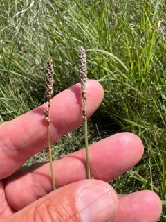 Hall's Sedge thumbnail 2