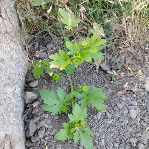 Carolina Bristlemallow