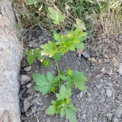Carolina Bristlemallow thumbnail 1
