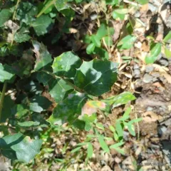 canyon live oak thumbnail 1