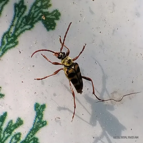 Strophiona tigrina