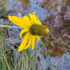 waxy cone-flower thumbnail 1