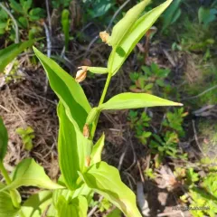 California Lady's Slipper thumbnail 1