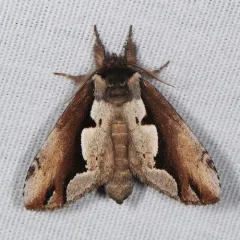 Double-toothed Prominent thumbnail 3