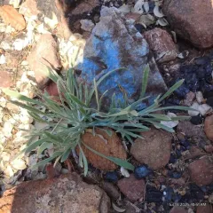 siskiyou mountains ragwort thumbnail 2