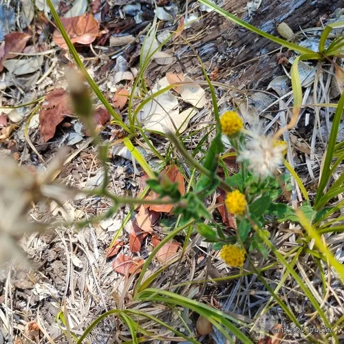 klamath arnica