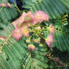 Persian silk tree thumbnail 1