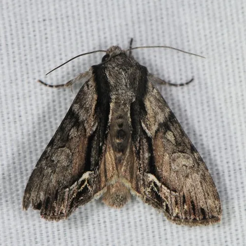 Common Hyppa Moth