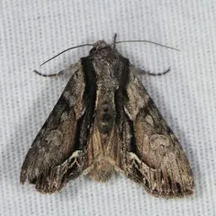 Common Hyppa Moth thumbnail 1